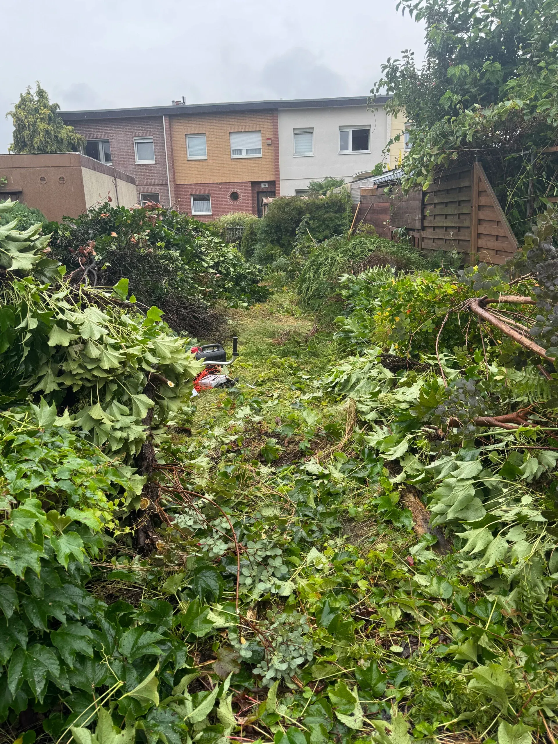 Völlig zugewachsener Garten vor der Rodung: Sträucher und Wildwuchs bis auf Kopfhöhe, geschnittenes Grün liegt in Haufen auf der Fläche.